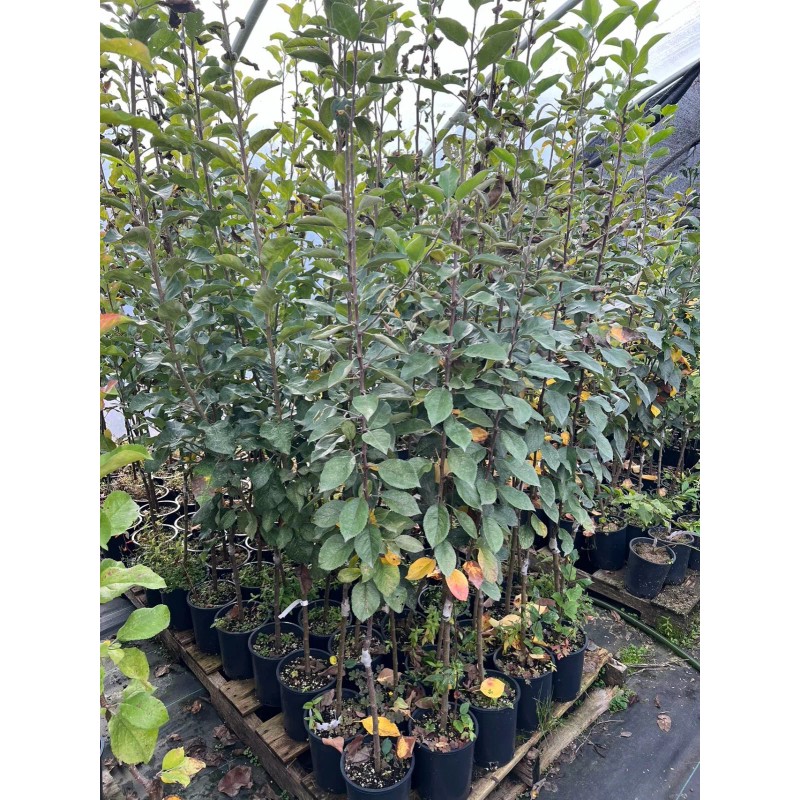 Santiam Nursery Japanese Aomori Toki apple tree, bare root, 青森水蜜桃蘋果，土岐（拓季）