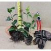 (1) - Daikagura Camellia Japonica - Starter Plant (4L) (1