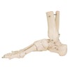 3B Scientific A31 Foot and Ankle Skeleton Model + free