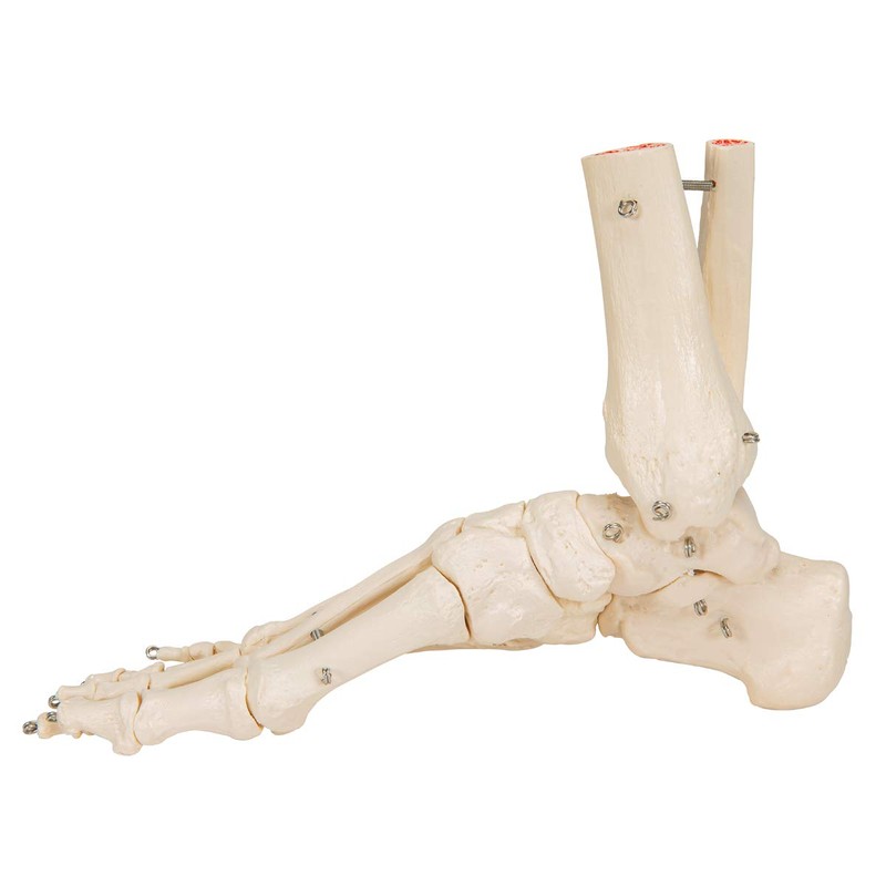 3B Scientific A31 Foot and Ankle Skeleton Model + free