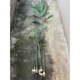 Manoa Valley Roots 2 Fresh Thai Ginger Roots Galangal Hawaii Grown Rhizomes Spicy Asian Organic