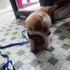 Pack of 2 Chicken Harness with Lead, Adjustable Chicken Harness