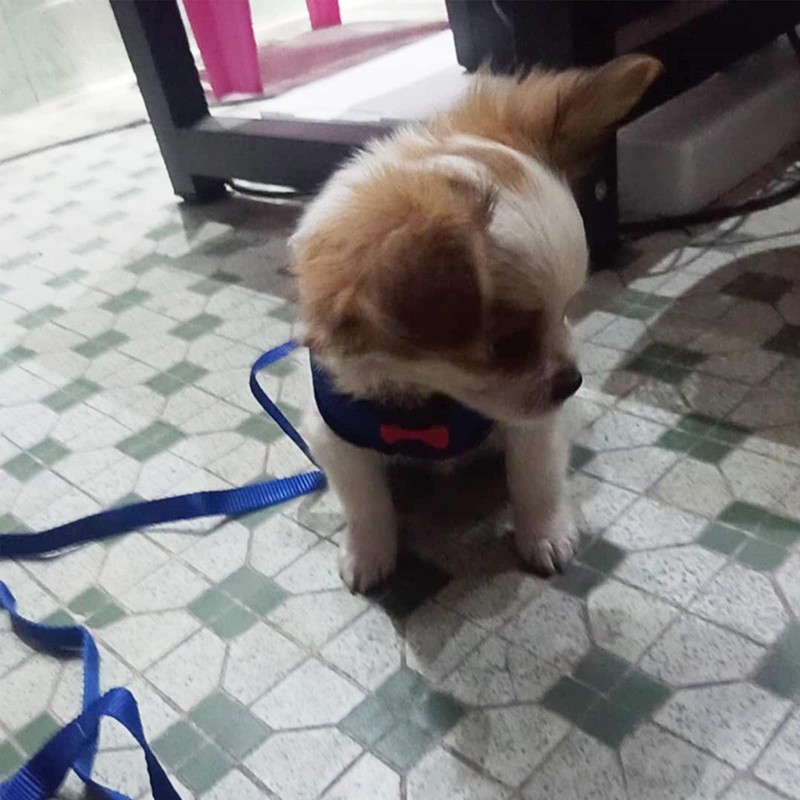 Pack of 2 Chicken Harness with Lead, Adjustable Chicken Harness