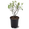 Premier Blueberry Bush, Rabbiteye Variety, 12-18 in. Plant Height, 1
