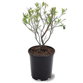Premier Blueberry Bush, Rabbiteye Variety, 12-18 in. Plant Height, 1 gal Nursery Pot (Due to Agricultural Laws, we Cannot Ship to CA, AZ, AK, or HI)