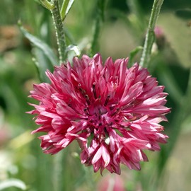Outsidepride Cornflower Red - 2000 Seeds