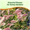 Outsidepride Rhynchelytrum Ruby Grass Seeds - 100 Pcs, Perennial Drought-Tolerant