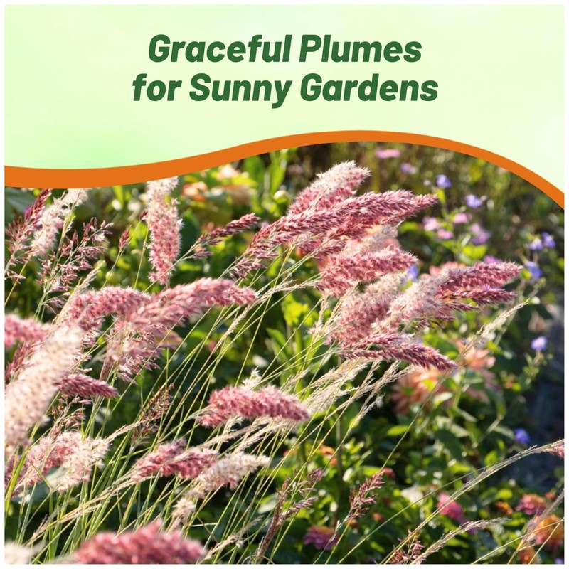Outsidepride Rhynchelytrum Ruby Grass Seeds - 100 Pcs, Perennial Drought-Tolerant