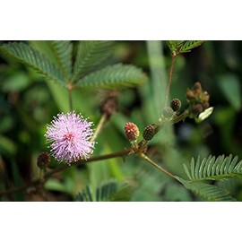 100 Sensitive Plant Seeds for Planting - Exotic Flower Seeds - Mimosa Pudica, Moving Plant, Shy Plant, Shameful Plant, Touch-me-not - by RDR Seeds