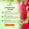 Outsidepride Scarlet Celosia Seeds - 1000 Pcs Annual Dwarf Weather-Resistant