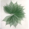 100 Pcs 4-5 Inch Skeleton Leaves Rubber Tree Natural Scrapbooking