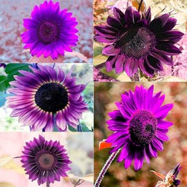 100 Pcs Rare Purple Sunflower Seeds Beautiful Flower for Planting Outdoors Home Garden Decor