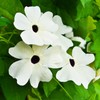 Park Seed White Black-Eyed Susan Vine Thunbergia – Elegant Black