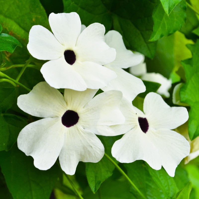 Park Seed White Black-Eyed Susan Vine Thunbergia – Elegant Black