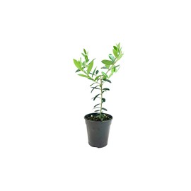 Arbequina Olive Tree | 1 Live 4 Inch Pot | Grow Your Own Olives Indoors