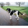 Brody The Dog heavy duty dog lead, anti twist, for