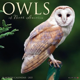 Owls 2025 12" x 12" Wall Calendar