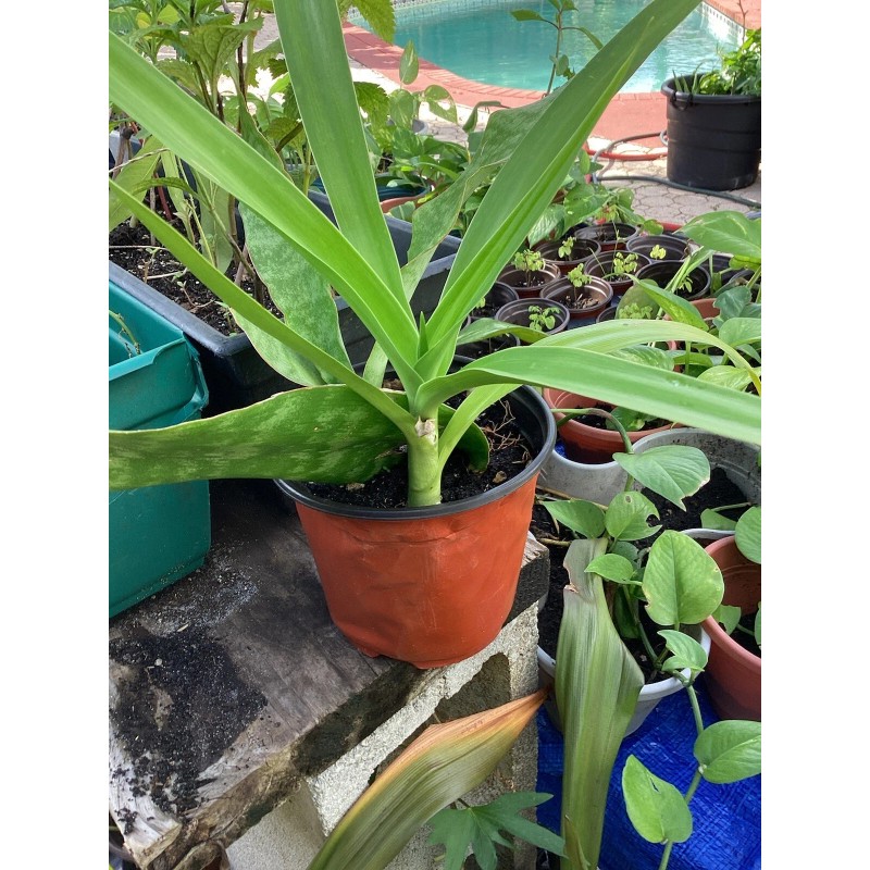 White Giant White Lilly (Crinum Asiaticum)/Spi