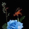 Outdoor Solar Powered LED Light Rose Flower Simulation Bee Lamp