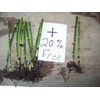 10 x Horsetail Plants for Koi Pond Bamboo Looking Exot
