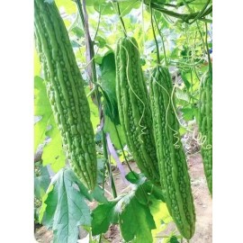 10+Green Skin Long Bitter Gourd seeds Bitter melon Seeds Ku Gua Asian Vegies USA