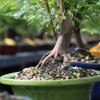 Brussel's Bonsai Live Chinese Sweet Plum Bonsai Tree - 5