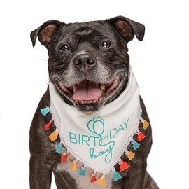 Birthday Boy Dog Bandana with Multi-Colored Fringe (White, Trim4 Puff 13)