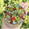 Rare Beauty Mini Succulents Seeds, Mixed 100pcs/pack