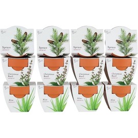 BUZZY Seeds Terracotta Mini Grow Pots | Herb, Plant, Flower Starter Kit for Kids