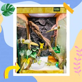 2 Pack Tree Frog Tank Accessories - Toad Habitat Decoration Reptile Creative Feeding Bowl for Toad, Tadpole, Lizard, Leopard Gecko, Hermit Crabs, Corn Snake, Spider, Scorpion, Amphibian, Aquatic