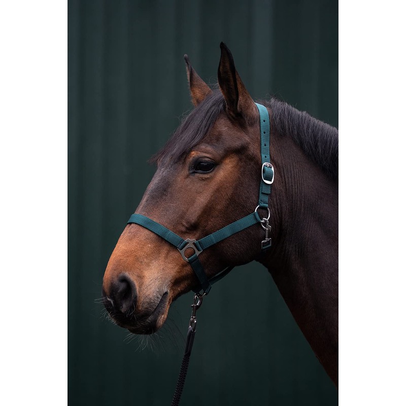 Posten Brisbane Headcollar Royal Blue Thoroughbred