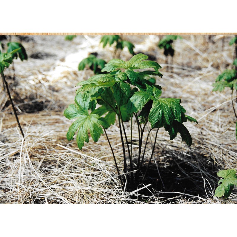 Maui Medicinal Herbs Goldenseal Root Powder 7gm = 1/4 oz.