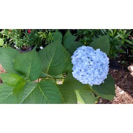 Pixies Gardens (1 Gallon) Penny Mac Hydrangea-Reblooming Blooms All Summer Cold Hardy To-20F Named A Louisiana Super Plant Selection for Spring 2012