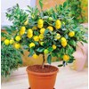 70 Seeds Lemon Trees Dwarf Lemon Bonsai. Perfume Lemon All-in-One