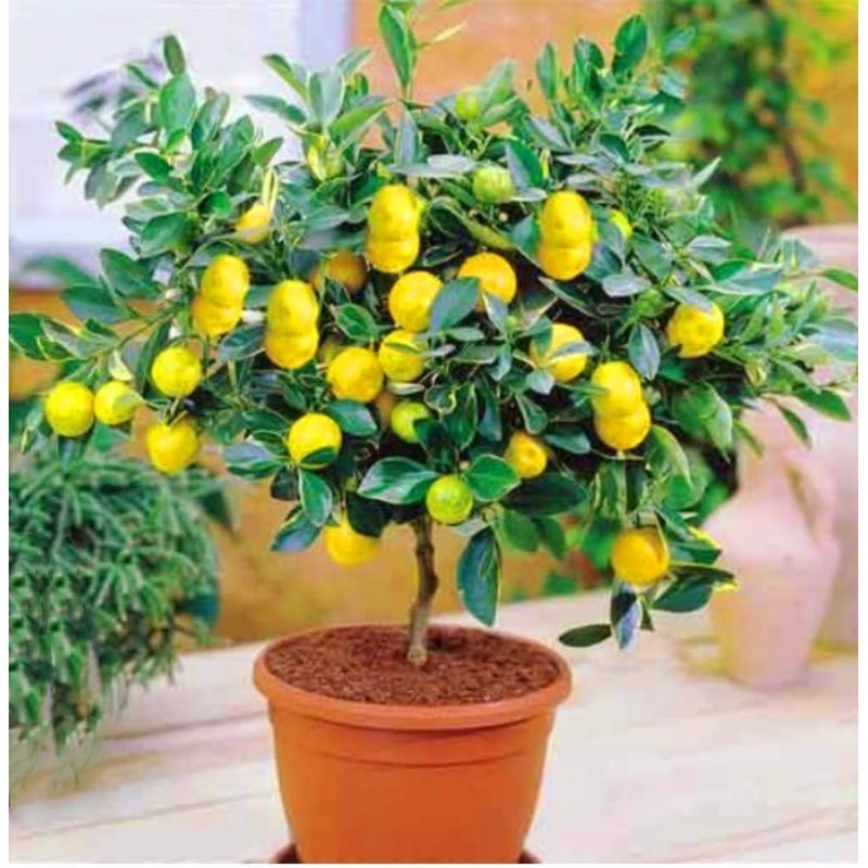 70 Seeds Lemon Trees Dwarf Lemon Bonsai. Perfume Lemon All-in-One