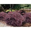 1 Daruma Dwarf Loropetalum Chinese Fringe Live Plant 3 Gallon