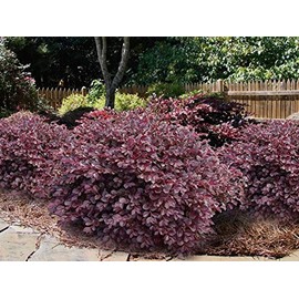 1 Daruma Dwarf Loropetalum Chinese Fringe Live Plant 3 Gallon Pot