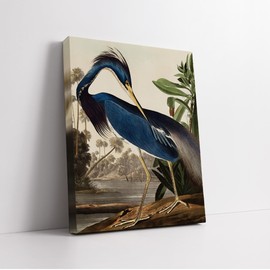 Poster Master James Audubon Canvas - Louisiana Heron Print - Birds of America Art - Bird Art - Gift for Men, Women & Animal Lover - Decor for Bedroom or Living Room - Available in 8x10 to 30x40