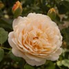 Heirloom Roses David Austin Rose Plant - Golden Celebration® Yellow