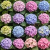 100+ Mix Hydrangea Seeds for Planting Macrophylla Giant Snowball Bonsai