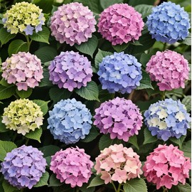 100+ Mix Hydrangea Seeds for Planting Macrophylla Giant Snowball Bonsai Hydrangea Fast Growing Shrub