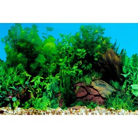 ELEBOX New 20" x 48" Fish Tank Background Stickers Wallpaper 2 Sided Seaweed Water Plants Aquarium Background Decoration