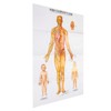 Chinese and English Acupoint Wall Chart Front Large Size Comprehensive