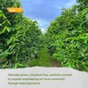 NalLife Soursop Tea Bags 50 Count Tea from 100% Soursop