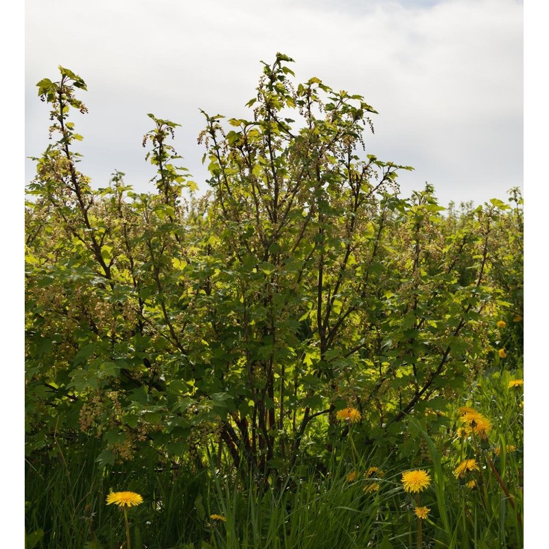Earthcare Seeds Golden Currant 50 Seeds (Ribes aureum) Heirloom -