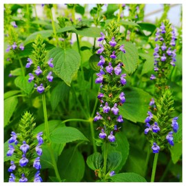 Everwilde Farms - 1/4 Lb Chia Herb Seeds - Gold Vault