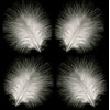 Marabou Feathers in White (Pk 30) by GC