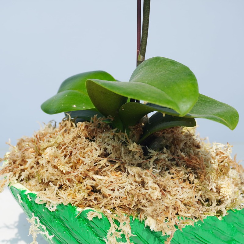 Yilotuce 5.5oz Sphagnum Moss for Plants, Premium Compressed Sphagnum Moss