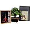 Tinyroots Mini Jade Live Bonsai Tree Set –Dwarf Succulent in