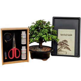 Tinyroots Mini Jade Live Bonsai Tree Set –Dwarf Succulent in a Glazed Pot, Bonsai Starter Kit with Fertilizer, Figurine & Tools, Japanese Humidity Tray with River Rocks